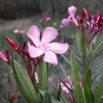Oleander obyčajný (Nerium oleander) ´DOUBLE PINK´ - výška 70-90 cm, obvod kmeňa 6/8 cm, kont. C5L (-10/-12°C) - NA KMIENKU